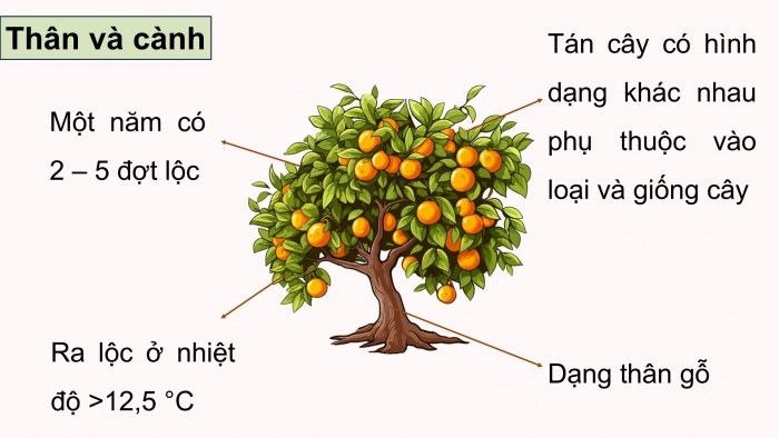 Giáo án điện tử Công nghệ 9 Trồng cây ăn quả Cánh diều Bài 8: Kĩ thuật trồng và chăm sóc cây ăn quả có múi