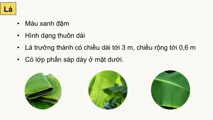 Giáo án điện tử Công nghệ 9 Trồng cây ăn quả Cánh diều Bài 9: Kĩ thuật trồng và chăm sóc cây chuối