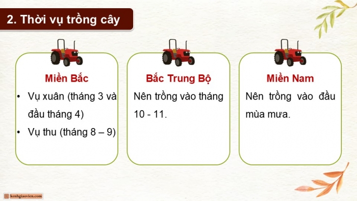 Giáo án điện tử Công nghệ 9 Trồng cây ăn quả Cánh diều Bài 10: Thực hành trồng và chăm sóc cây ăn quả