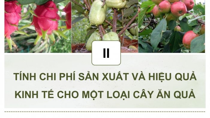 Giáo án điện tử Công nghệ 9 Trồng cây ăn quả Cánh diều Bài 11: Tính chi phí và hiệu quả của việc trồng cây ăn quả