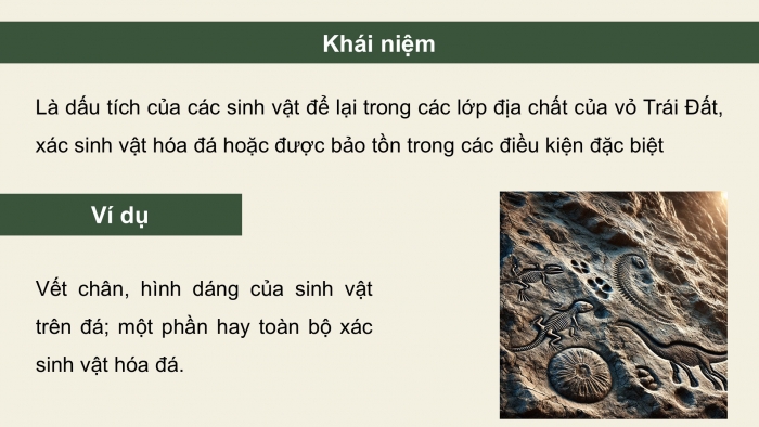 Giáo án điện tử Sinh học 12 cánh diều Bài 15: Bằng chứng tiến hóa