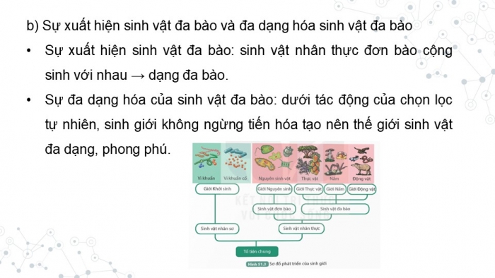 Giáo án điện tử KHTN 9 kết nối - Phân môn Sinh học Bài 51: Sự phát sinh và phát triển sự sống trên Trái Đất