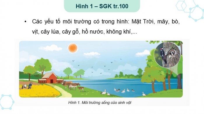 Giáo án điện tử Khoa học 5 kết nối Bài 28: Chức năng của môi trường đối với sinh vật