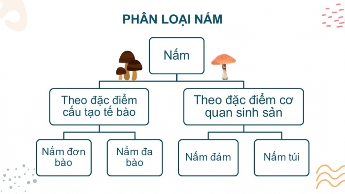 Giáo án PPT KHTN 6 chân trời Bài 28: Nấm