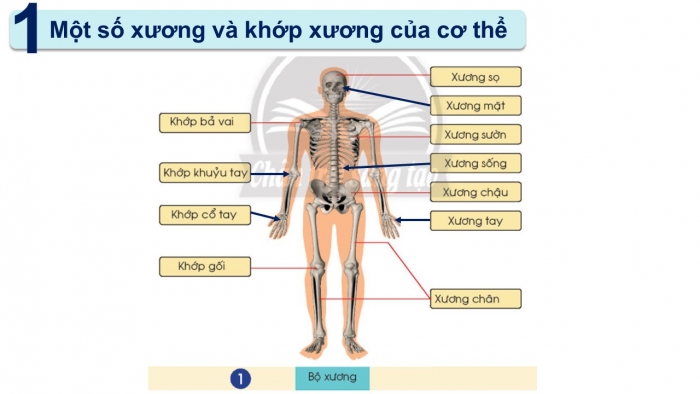 Giáo án PPT Tự nhiên và Xã hội 2 chân trời Bài 19: Cơ quan vận động