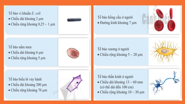 Giáo án PPT KHTN 6 cánh diều Bài 12: Tế bào – đơn vị cơ sở của sự sống