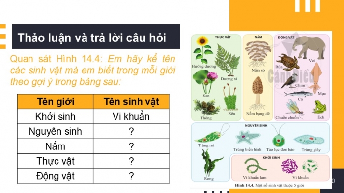 Giáo án PPT KHTN 6 cánh diều Bài 14: Phân loại thế giới sống