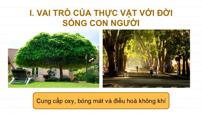 Giáo án PPT KHTN 6 cánh diều Bài 20: Vai trò của thực vật trong đời sống và trong tự nhiên