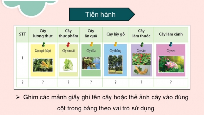 Giáo án PPT KHTN 6 cánh diều Bài 21: Thực hành phân chia các nhóm thực vật