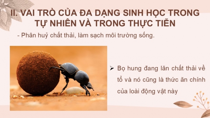 Giáo án PPT KHTN 6 cánh diều Bài 24: Đa dạng sinh học