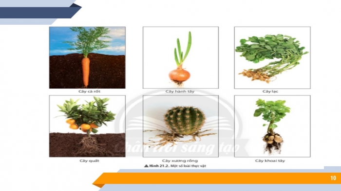 Giáo án PPT KHTN 6 chân trời Bài 21: Thực hành quan sát sinh vật