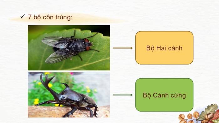 Giáo án PPT KHTN 6 chân trời Bài 23: Thực hành xây dựng khoá lưỡng phân