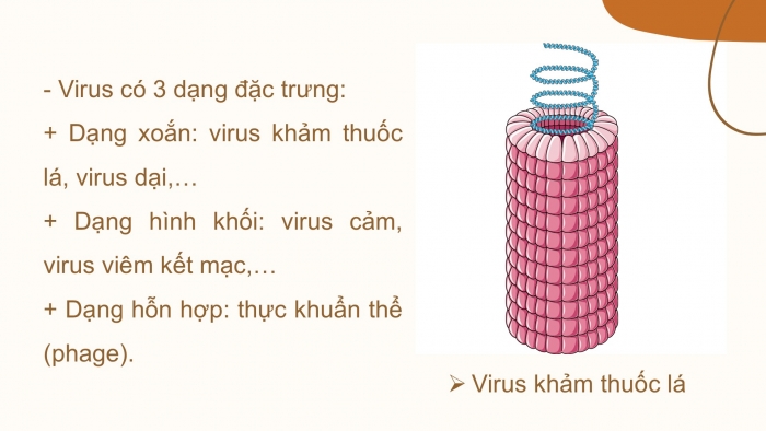 Giáo án PPT KHTN 6 chân trời Bài 24: Virus