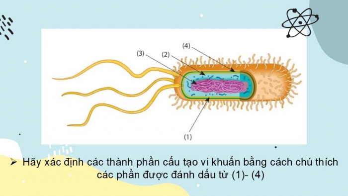 Giáo án PPT KHTN 6 chân trời Bài 25: Vi khuẩn