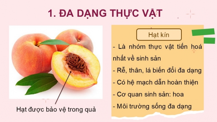 Giáo án PPT KHTN 6 chân trời Bài 29: Thực vật