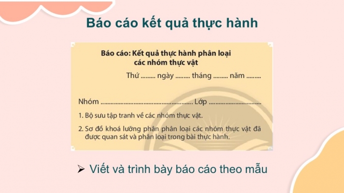 Giáo án PPT KHTN 6 chân trời Bài 30: Thực hành phân loại thực vật