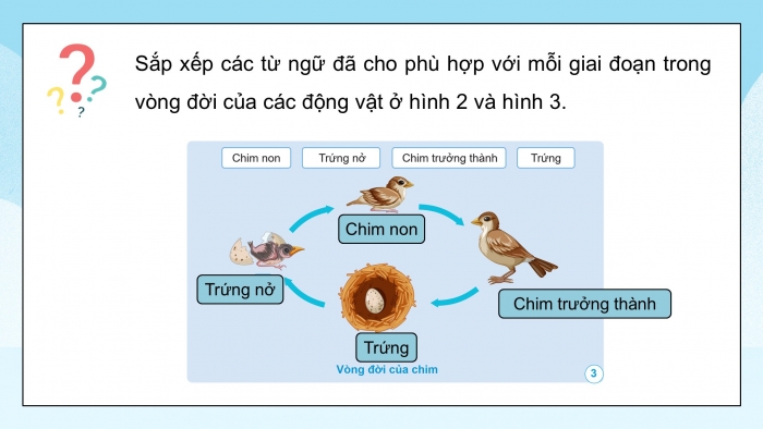 Giáo án điện tử Khoa học 5 cánh diều Bài 11: Vòng đời của động vật đẻ trứng và động vật đẻ con