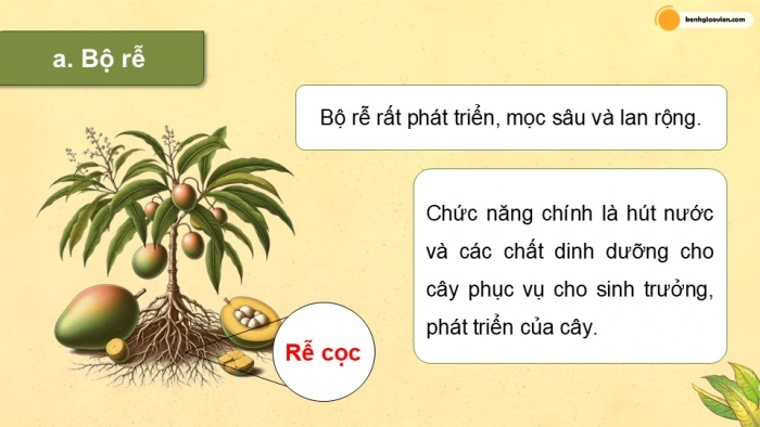 Giáo án điện tử Công nghệ 9 Trồng cây ăn quả Kết nối Bài 5: Kĩ thuật trồng và chăm sóc cây xoài