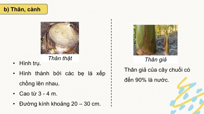 Giáo án điện tử Công nghệ 9 Trồng cây ăn quả Kết nối Bài 7: Kĩ thuật trồng và chăm sóc cây chuối