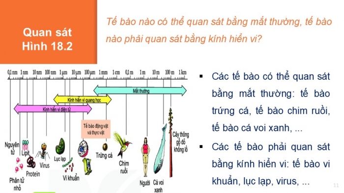 Giáo án PPT KHTN 6 kết nối Bài 18: Tế bào – Đơn vị cơ bản của sự sống