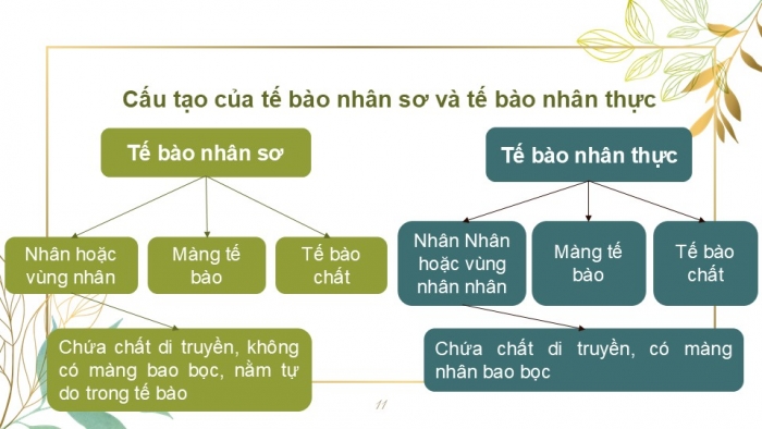 Giáo án PPT KHTN 6 kết nối Bài 19: Cấu tạo và chức năng các thành phần của tế bào