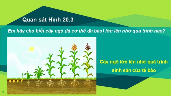 Giáo án PPT KHTN 6 kết nối Bài 20: Sự lớn lên và sinh sản của tế bào