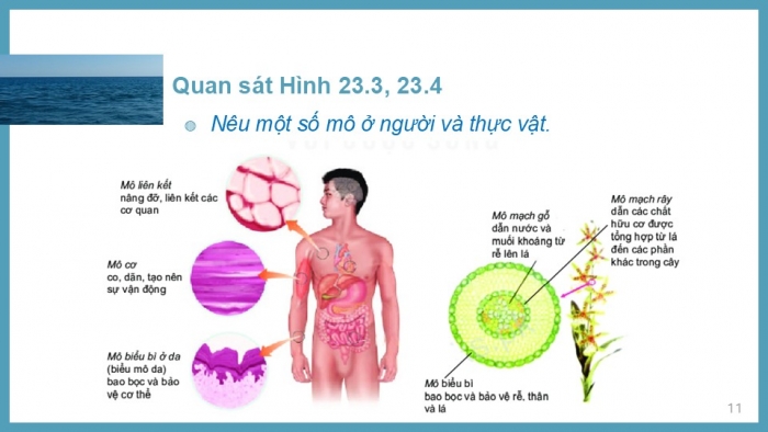 Giáo án PPT KHTN 6 kết nối Bài 23: Tổ chức cơ thể đa bào