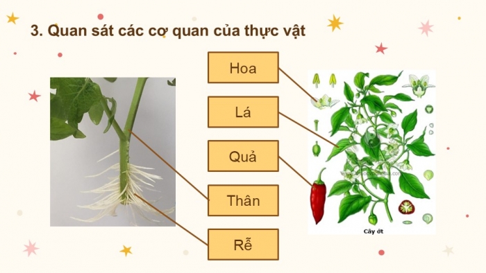 Giáo án PPT KHTN 6 kết nối Bài 24 Thực hành: Quan sát và mô tả cơ thể đơn bào, cơ thể đa bào