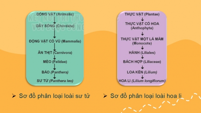 Giáo án PPT KHTN 6 kết nối Bài 25: Hệ thống phân loại sinh vật