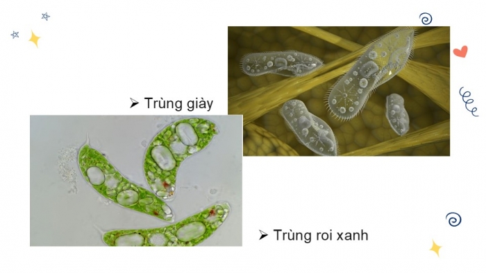 Giáo án PPT KHTN 6 kết nối Bài 31 Thực hành: Quan sát nguyên sinh vật