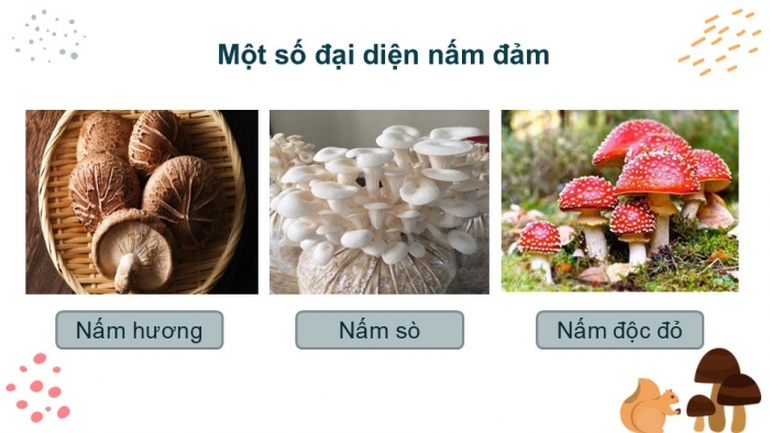 Giáo án PPT KHTN 6 kết nối Bài 32: Nấm