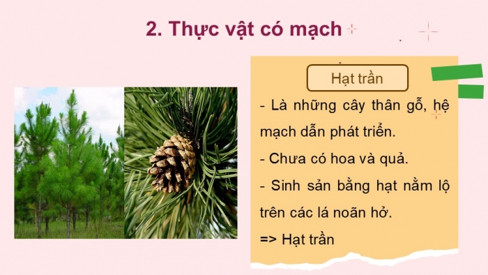 Giáo án PPT KHTN 6 kết nối Bài 34: Thực vật