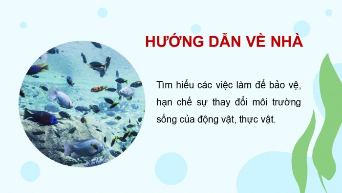 Giáo án PPT Tự nhiên và Xã hội 2 kết nối Bài 18: Cần làm gì để bảo vệ môi trường sống của thực vật và động vật?