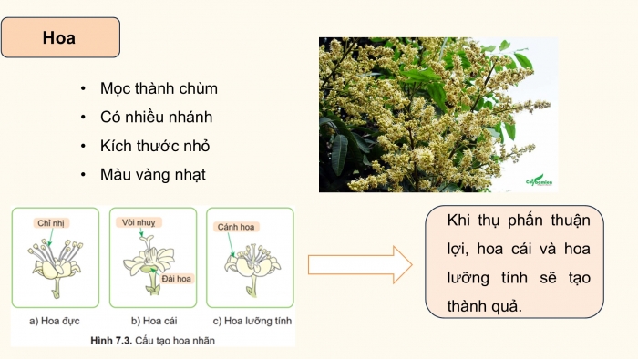 Giáo án điện tử Công nghệ 9 Trồng cây ăn quả Cánh diều Bài 7: Kĩ thuật trồng và chăm sóc cây nhãn