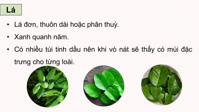 Giáo án điện tử Công nghệ 9 Trồng cây ăn quả Cánh diều Bài 8: Kĩ thuật trồng và chăm sóc cây ăn quả có múi