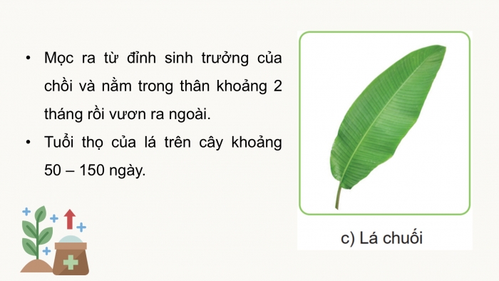 Giáo án điện tử Công nghệ 9 Trồng cây ăn quả Cánh diều Bài 9: Kĩ thuật trồng và chăm sóc cây chuối