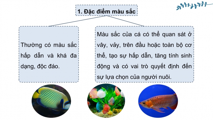 Giáo án điện tử chuyên đề Công nghệ 12 Lâm nghiệp Thuỷ sản Kết nối Bài 10: Giới thiệu chung về cá cảnh