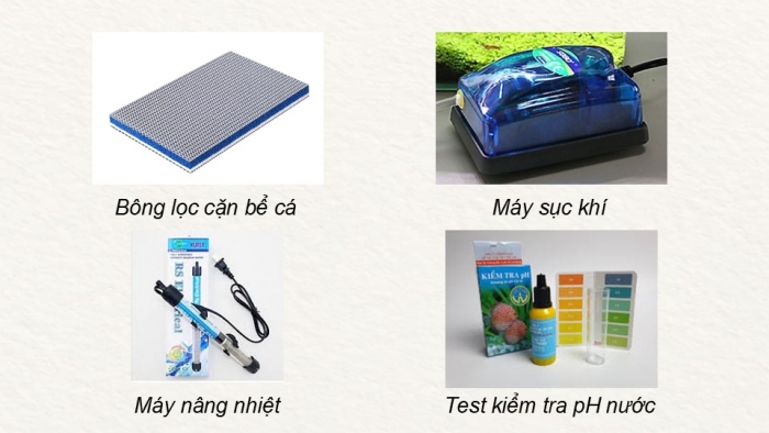 Giáo án điện tử chuyên đề Công nghệ 12 Lâm nghiệp Thuỷ sản Kết nối Bài 11: Nuôi dưỡng và chăm sóc cá cảnh nước ngọt