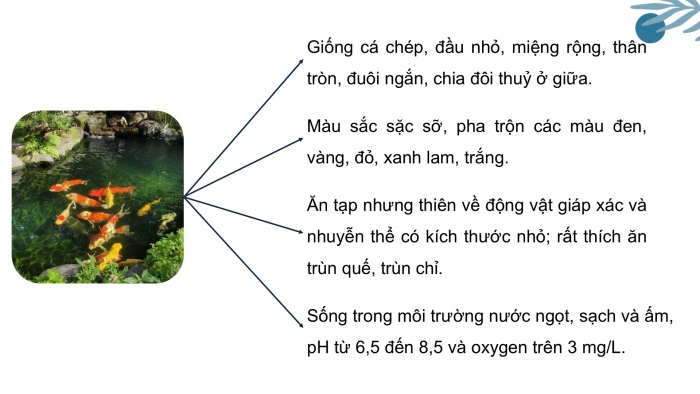 Giáo án điện tử chuyên đề Công nghệ 12 Lâm nghiệp Thuỷ sản Cánh diều Bài 9: Một số loài cá cảnh phổ biến