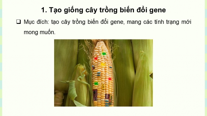 Giáo án điện tử KHTN 9 kết nối - Phân môn Sinh học Bài 48: Ứng dụng công nghệ di truyền vào đời sống