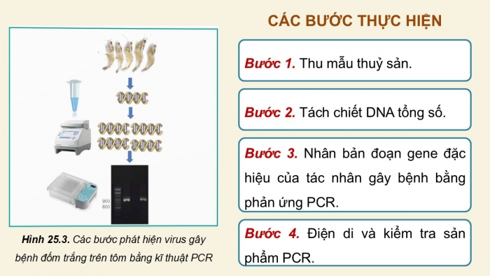 Giáo án điện tử Công nghệ 12 Lâm nghiệp - Thủy sản Kết nối Bài 25: Ứng dụng công nghệ sinh học trong phòng, trị bệnh thủy sản