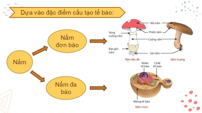 Giáo án PPT KHTN 6 chân trời Bài 28: Nấm