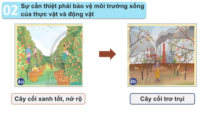 Giáo án PPT Tự nhiên và Xã hội 2 chân trời Bài 16: Bảo vệ môi trường sống của thực vật và động vật