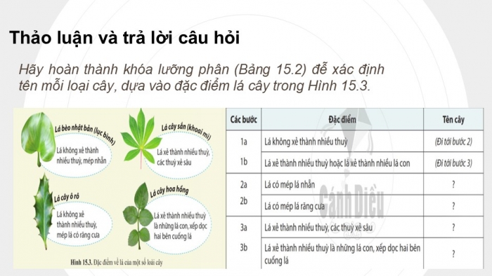 Giáo án PPT KHTN 6 cánh diều Bài 15: Khoá lưỡng phân