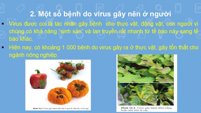 Giáo án PPT KHTN 6 cánh diều Bài 16: Virus và vi khuẩn