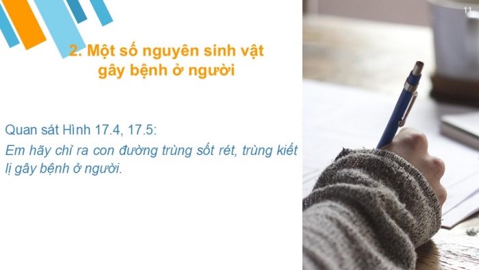 Giáo án PPT KHTN 6 cánh diều Bài 17: Đa dạng nguyên sinh vật