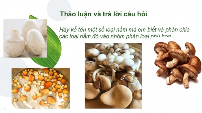 Giáo án PPT KHTN 6 cánh diều Bài 18: Đa dạng nấm