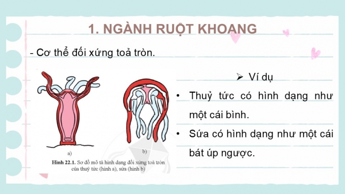 Giáo án PPT KHTN 6 cánh diều Bài 22: Đa dạng động vật không xương sống