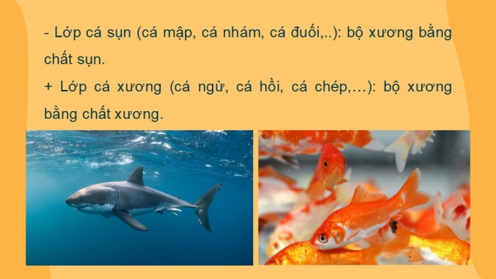 Giáo án PPT KHTN 6 cánh diều Bài 23: Đa dạng động vật có xương sống