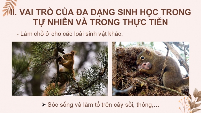 Giáo án PPT KHTN 6 cánh diều Bài 24: Đa dạng sinh học